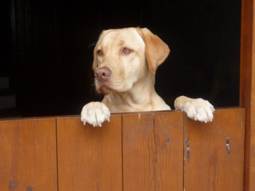 Lucky en la puerta de la casa del pueblo (Vallibona)